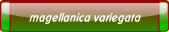 magellanica variegata.