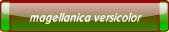 magellanica versicolor.