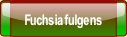 Fuchsia fulgens.