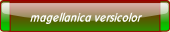 magellanica versicolor.