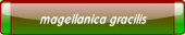 magellanica gracilis.