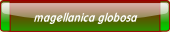 magellanica globosa.