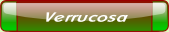 Verrucosa.