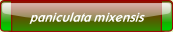 paniculata mixensis.