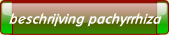 beschrijving pachyrrhiza.