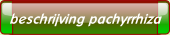 beschrijving pachyrrhiza.