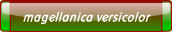 magellanica versicolor.