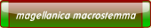 magellanica macrostemma.