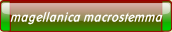 magellanica macrostemma.
