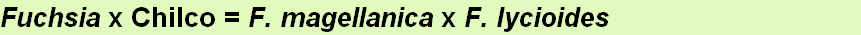 Fuchsia x Chilco = F. magellanica x F. lycioides
