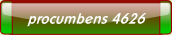 procumbens 4626.