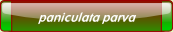 paniculata parva.