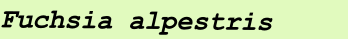 Fuchsia alpestris
