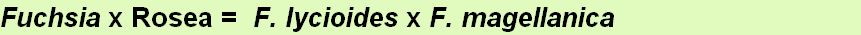 Fuchsia x Rosea =  F. lycioides x F. magellanica
