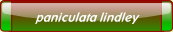 paniculata lindley.