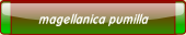 magellanica pumilla.