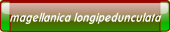 magellanica longipedunculata.