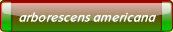 arborescens americana.